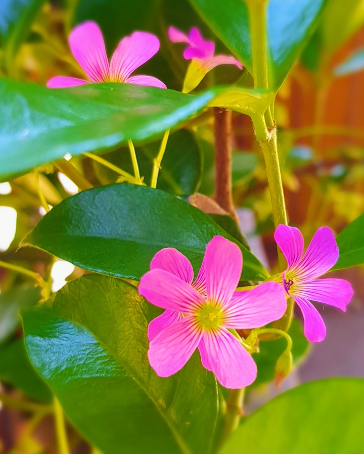 pink