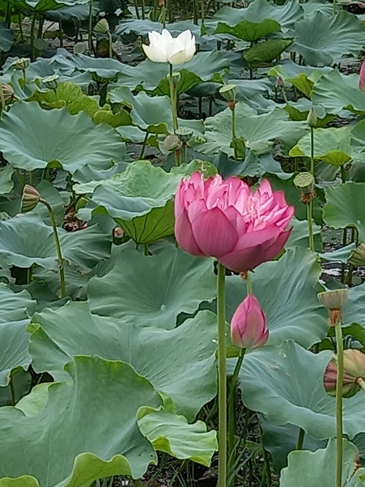 부산 맥도공원
