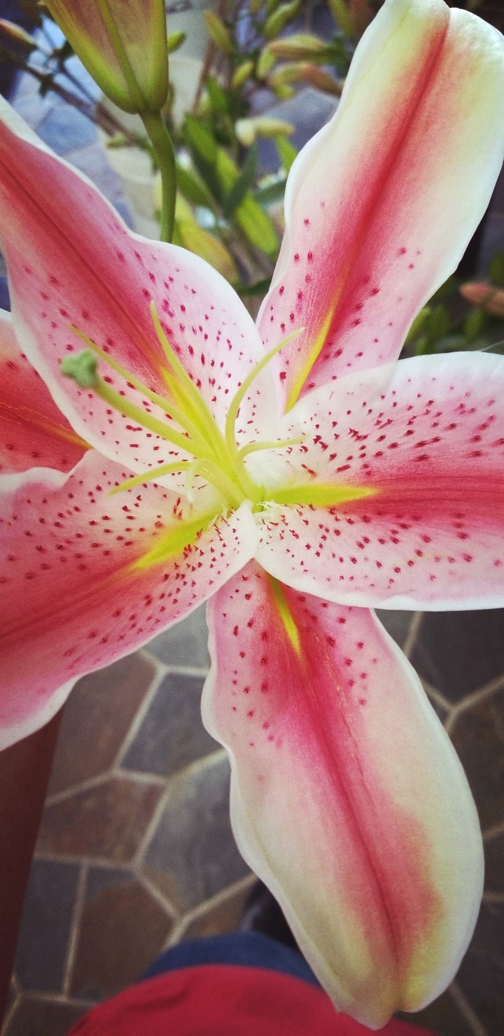 stargazer lily