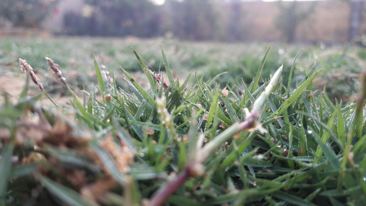 grassy land with drop of little little  due
