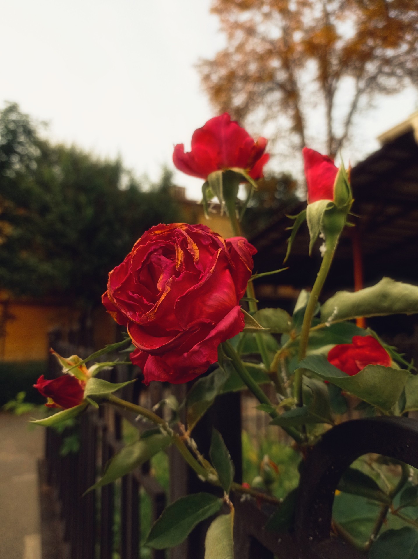 green, red háttérképek