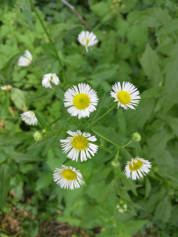 White daisy-type weed flowers