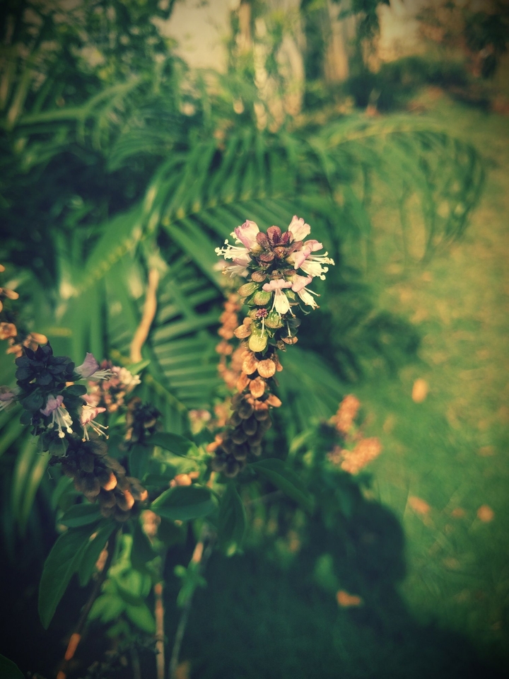 Flower Tulsi
