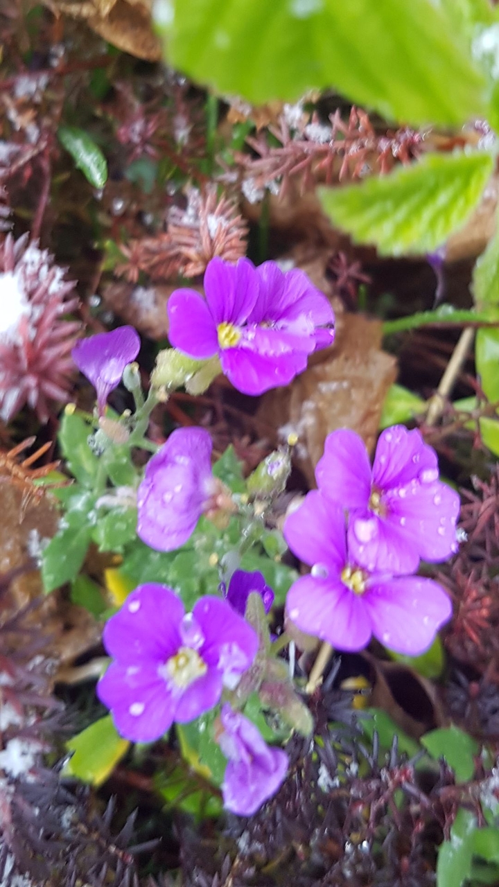 Cold Flower