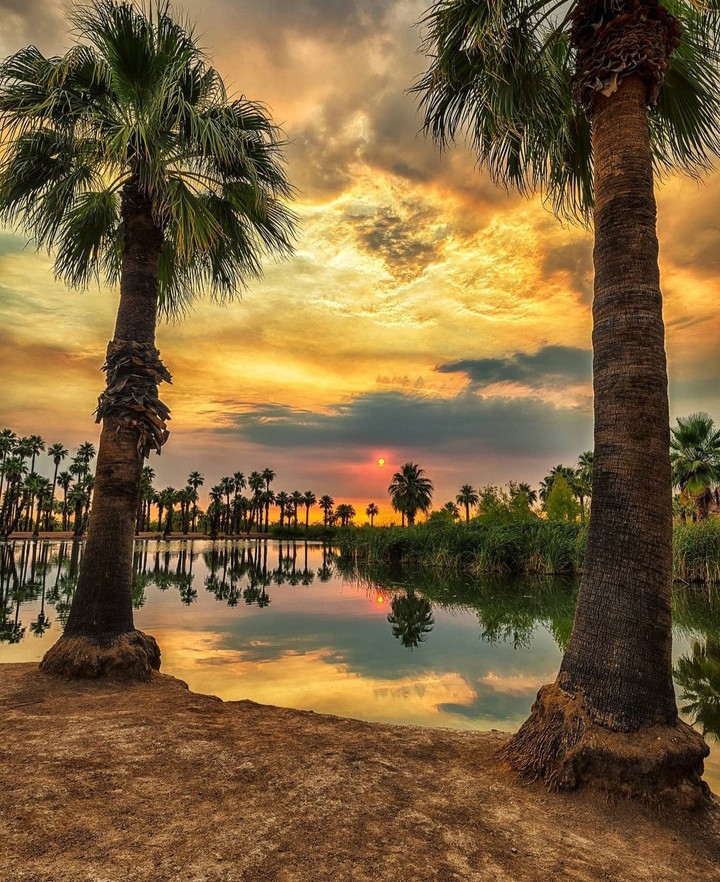palm_trees...