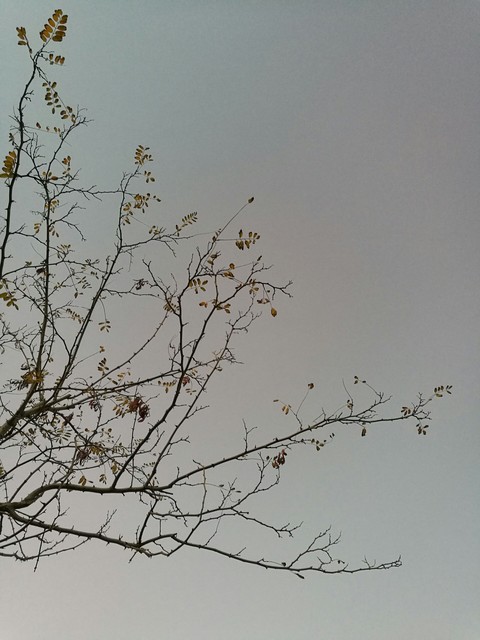 nice shot