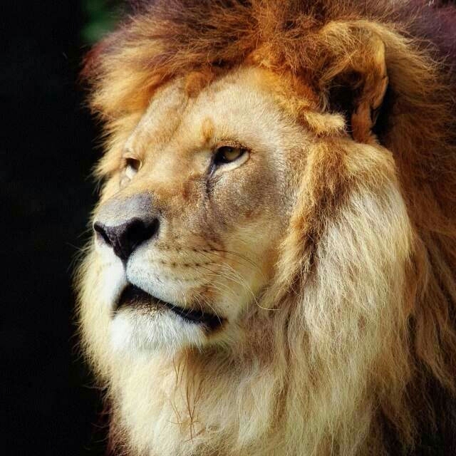 lion