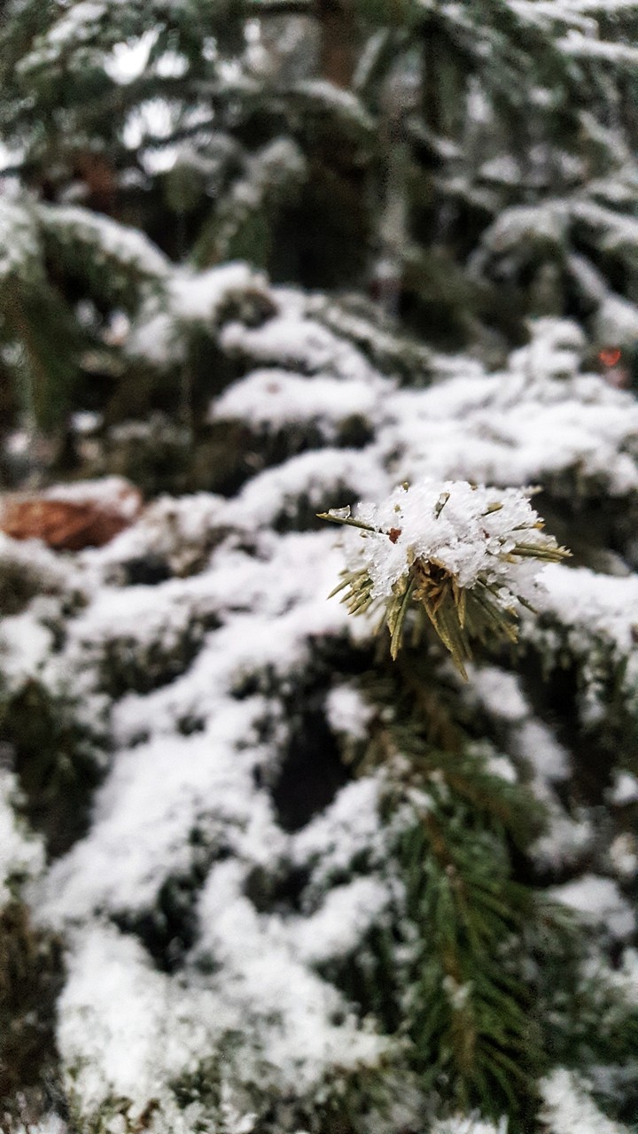 Snowy