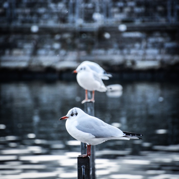 Seabirds