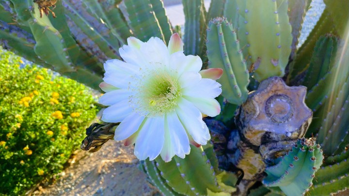 Beautiful cactus flower