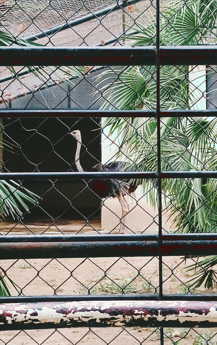 An ostrich