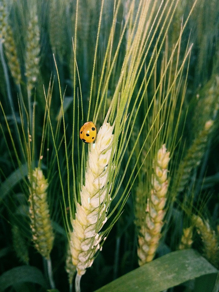 insect......