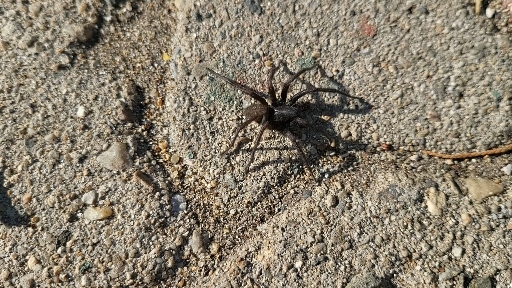 spider