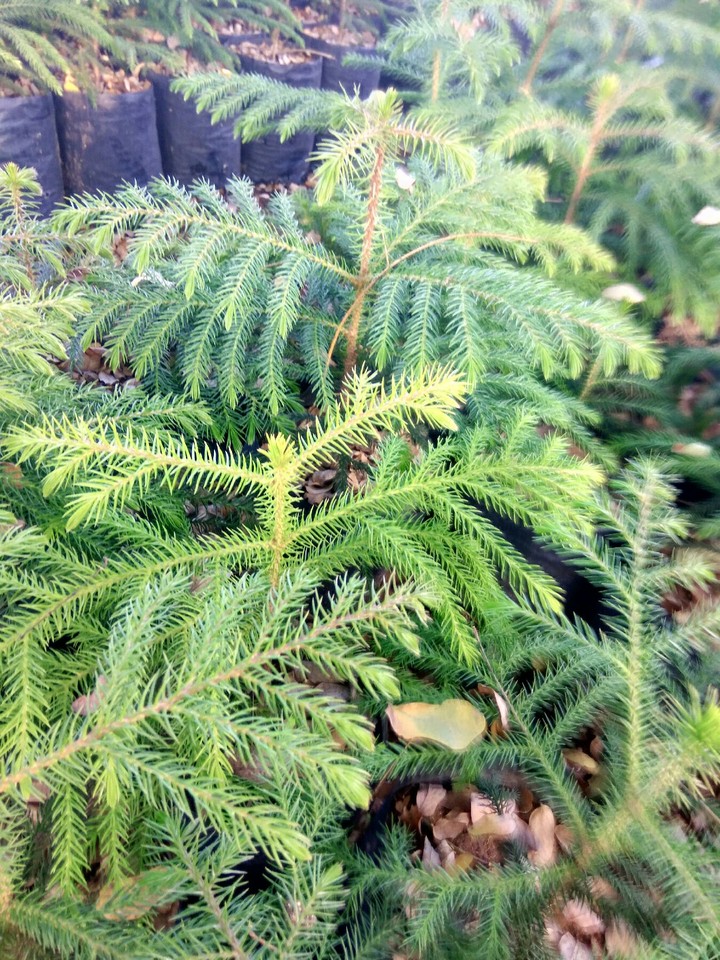 Leaves