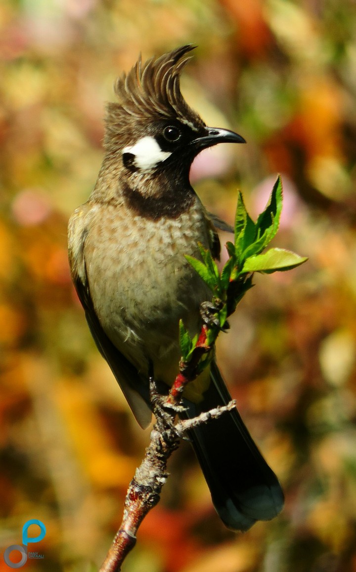 Himalayan bulbul
