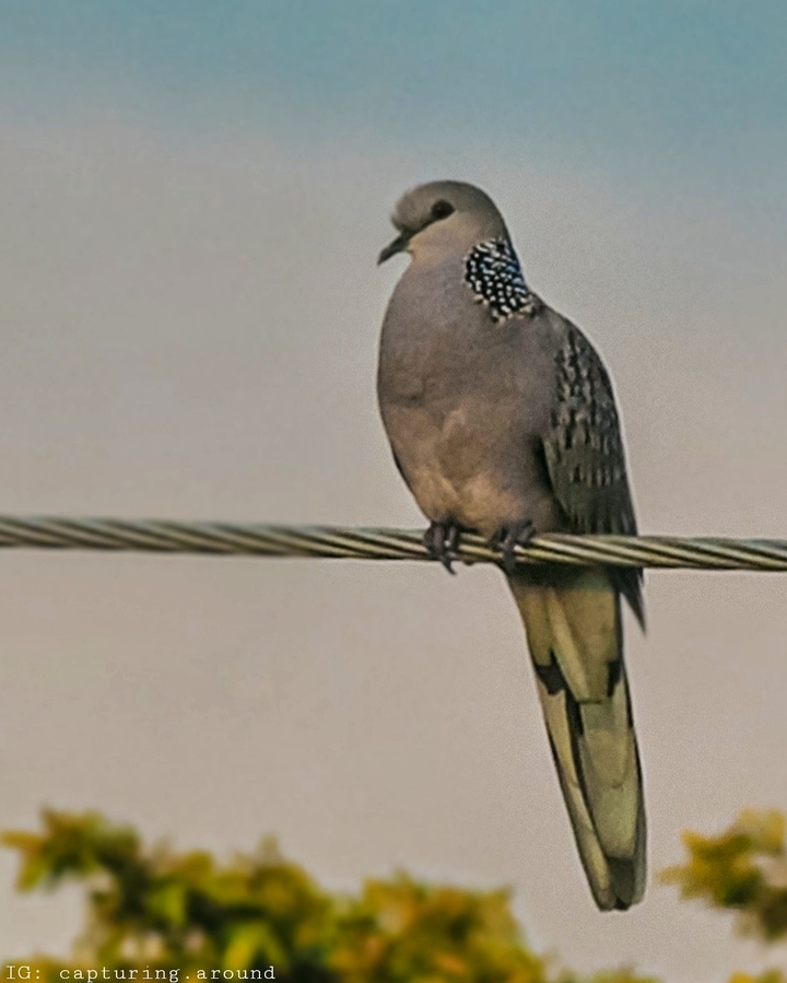 Bird