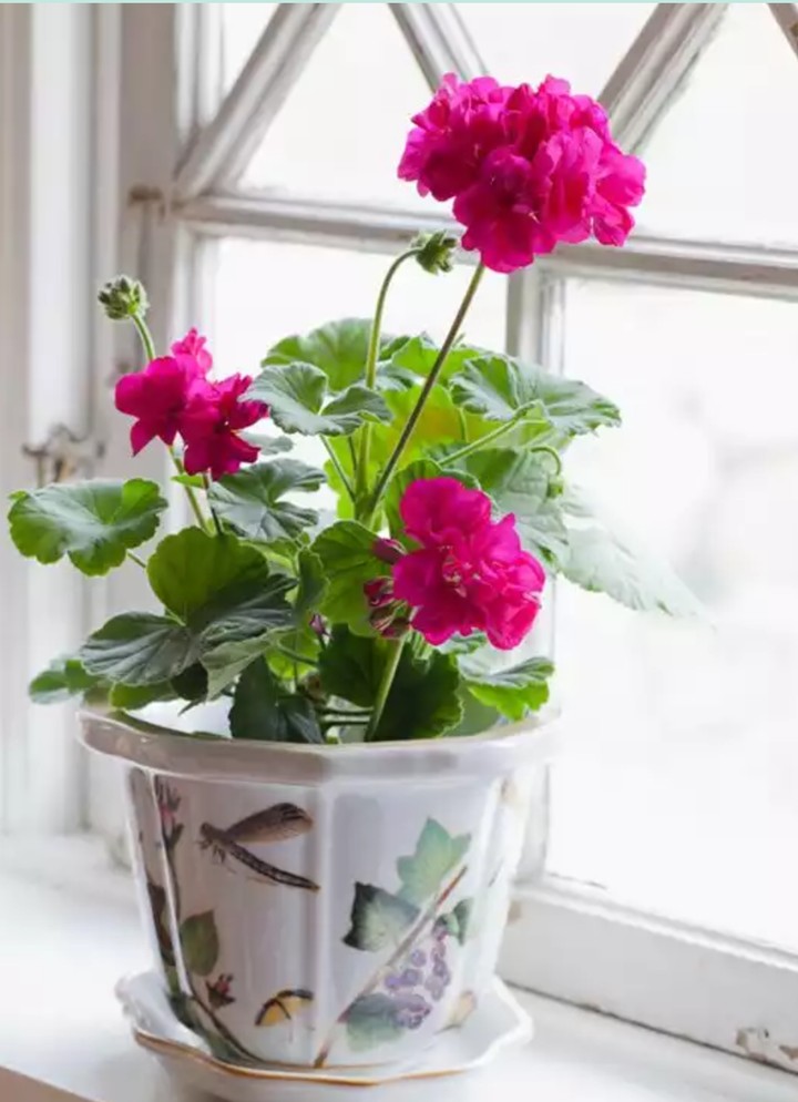 Pelargonia