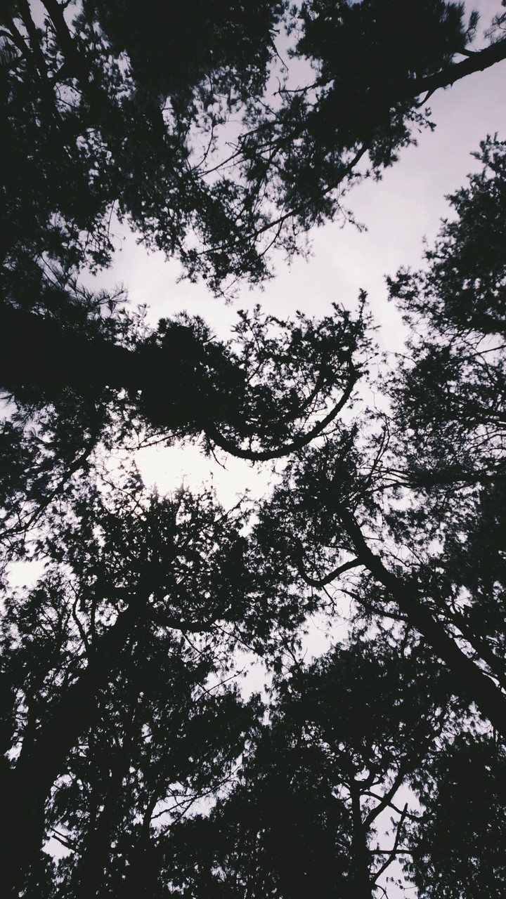 Canopy✨