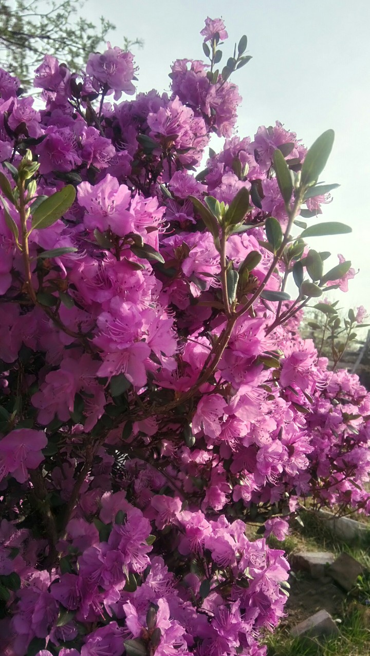 spring