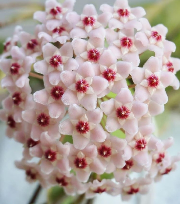 Hoya