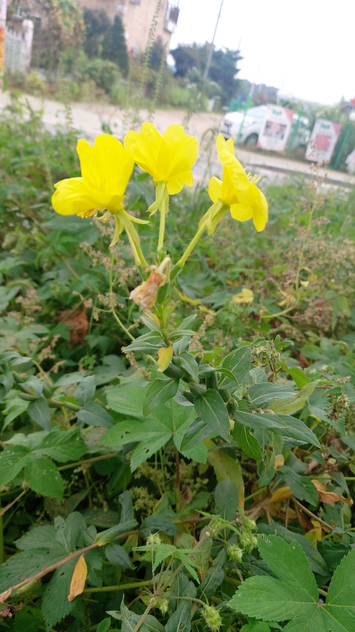 달맞이꽃