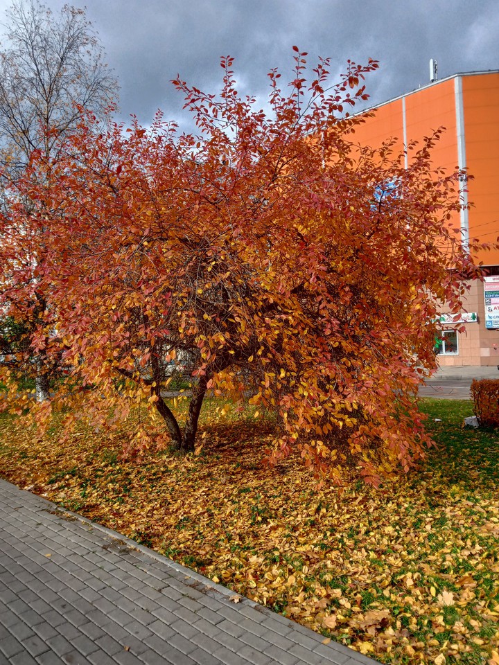 вишня осенью