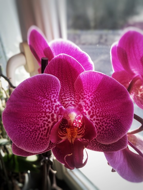 pink flower