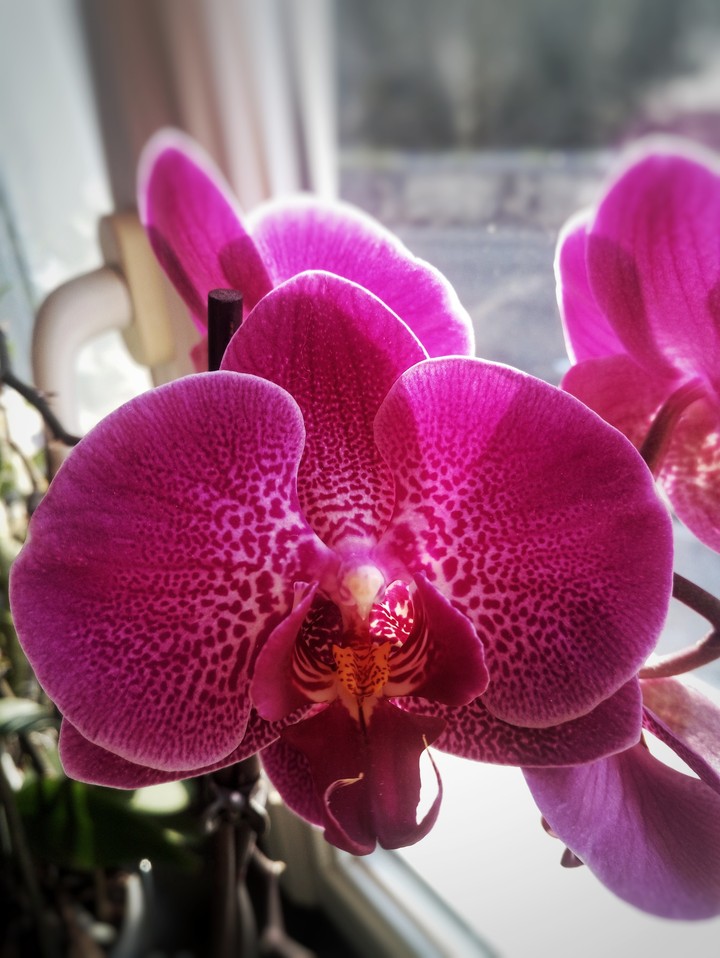 pink flower