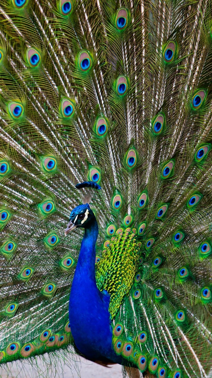 un plumaje real