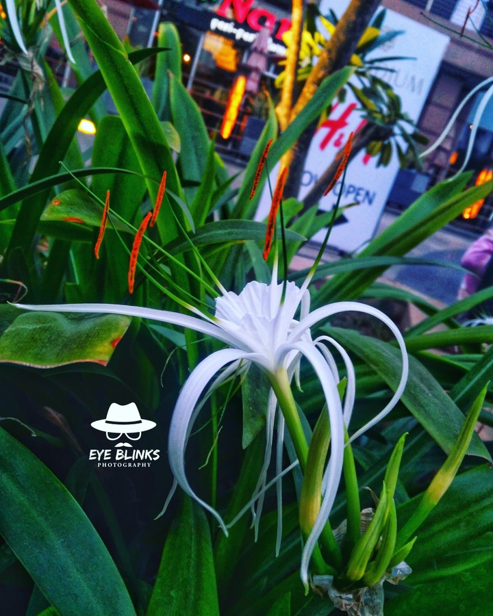 flower