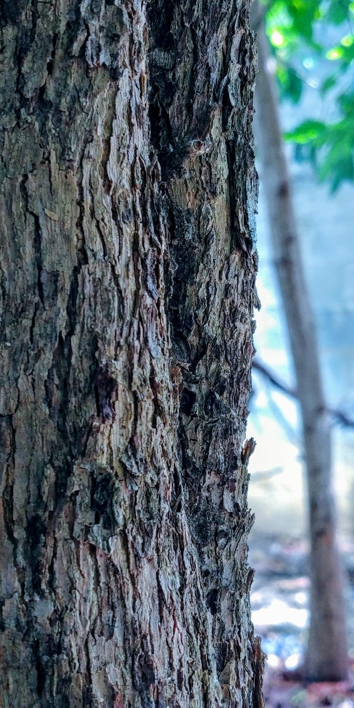 árbol acorazado