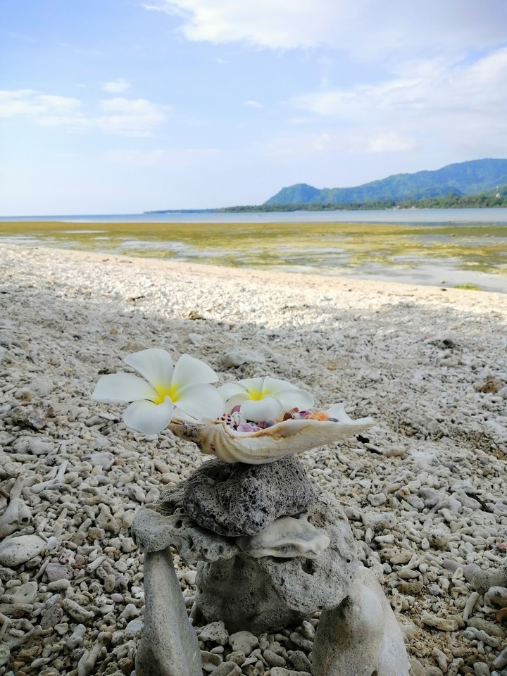 SEASHELLS 2