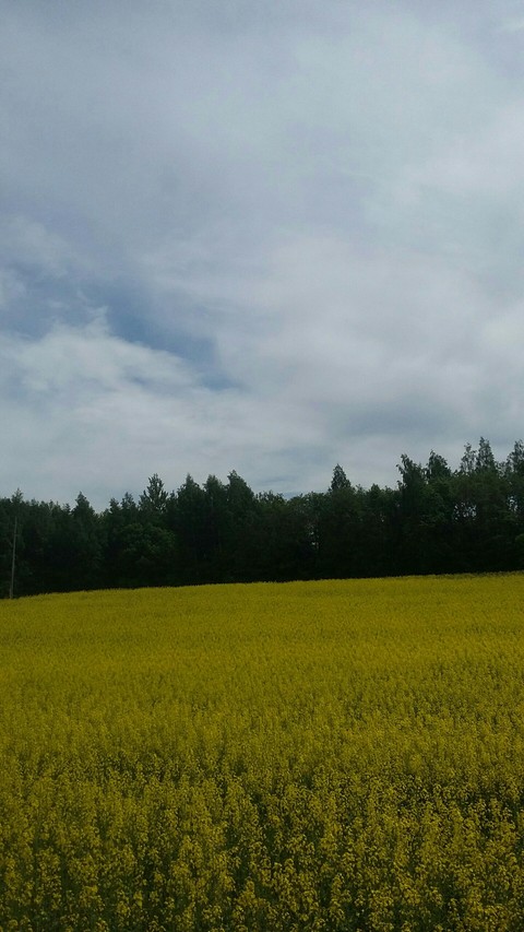 Summer yellow