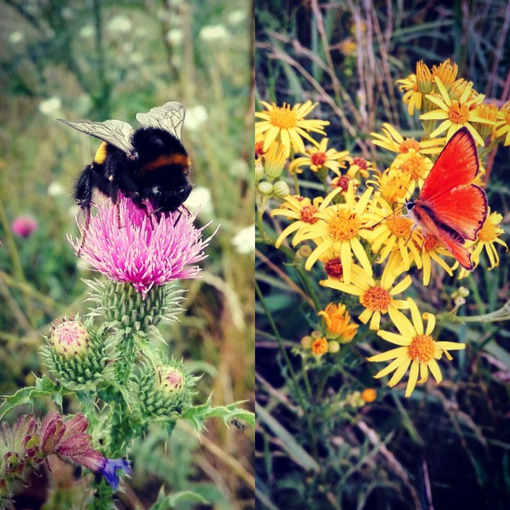 Trzmiel i motyl
