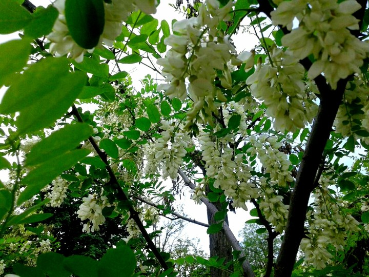 White acacia