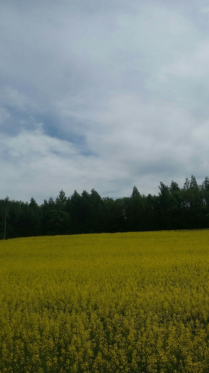 Summer yellow