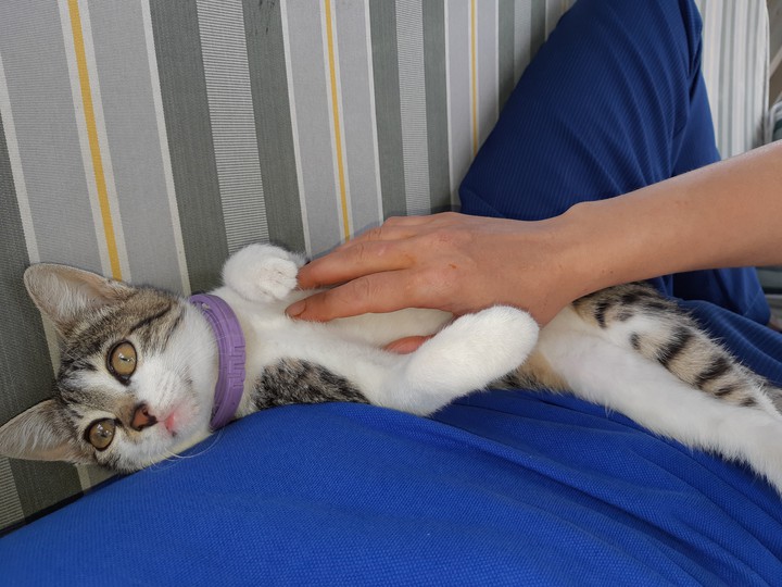 котик