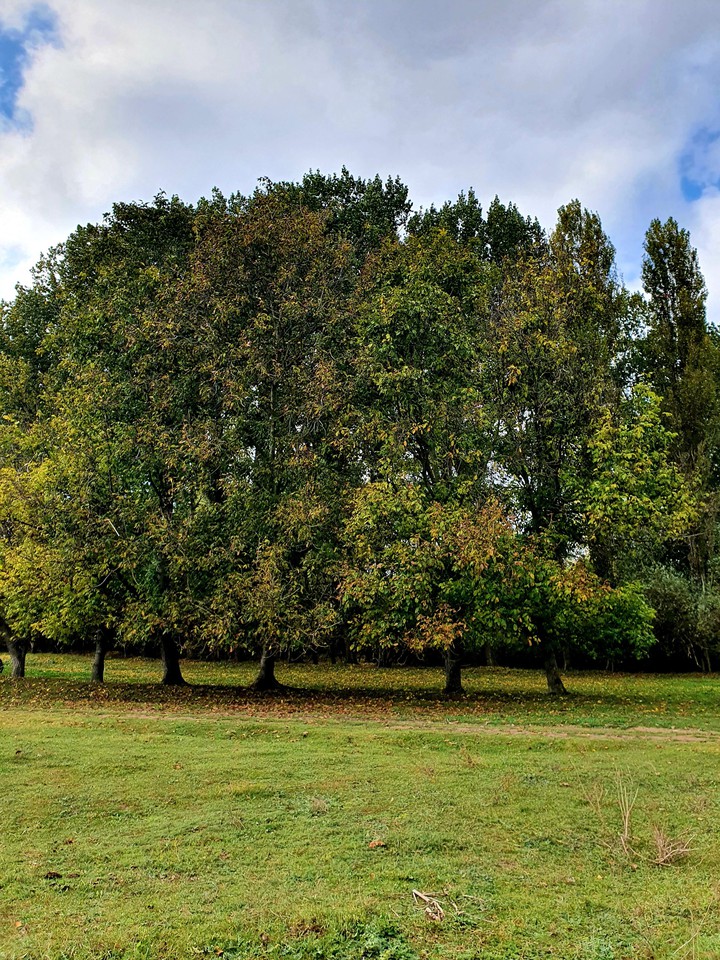 trees