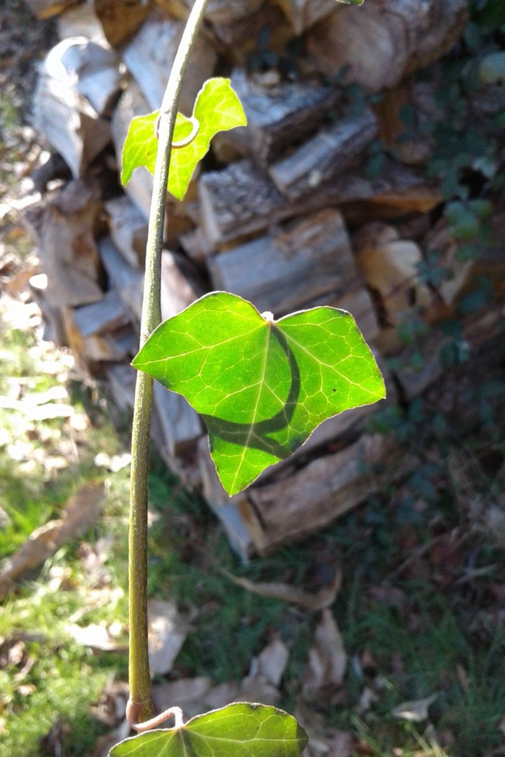 garden...