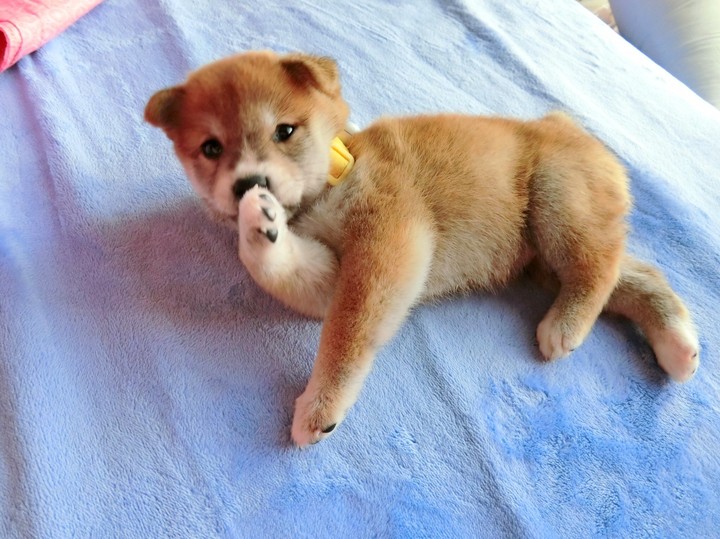 dog