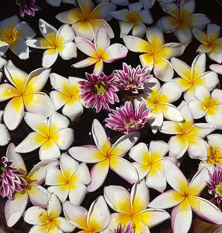 Coupe de fleurs