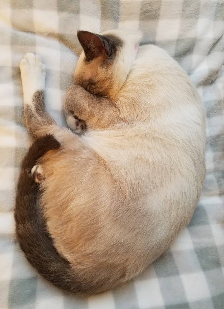 Purrrrrrr