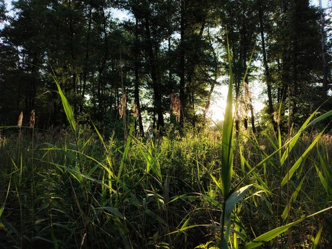 green, grass壁紙