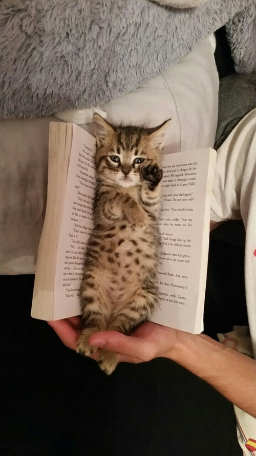 kitty