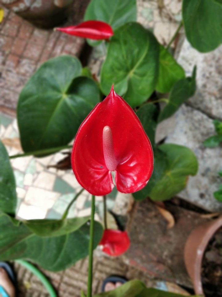 flowers