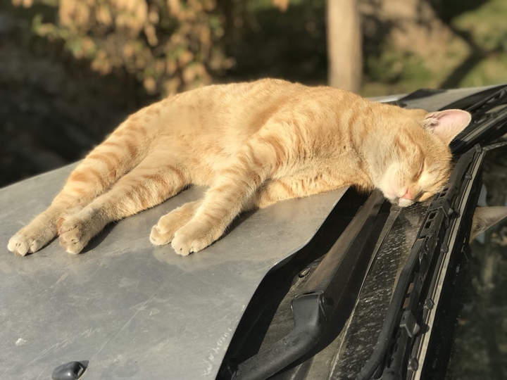 sleepy cat