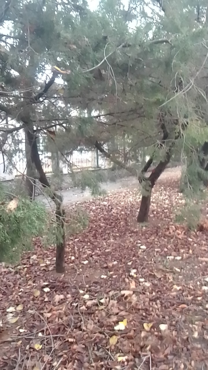 деревья
