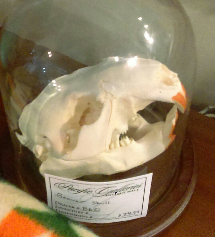 skullbottle