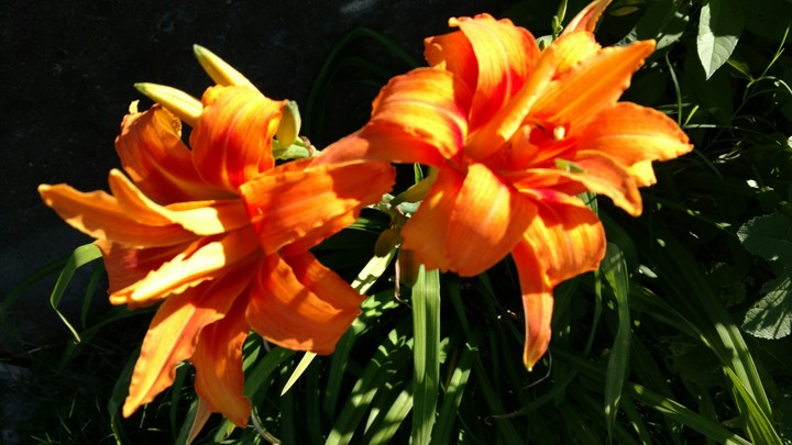 Naranjas