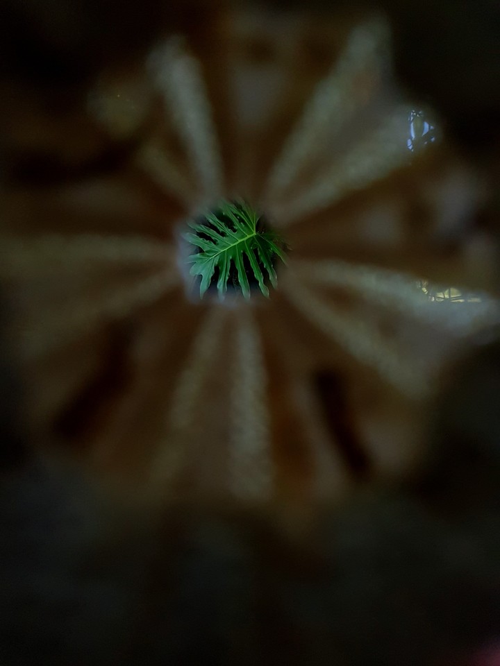 Leaf